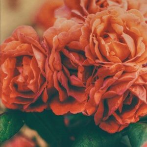 Meet your Posher, Sophia